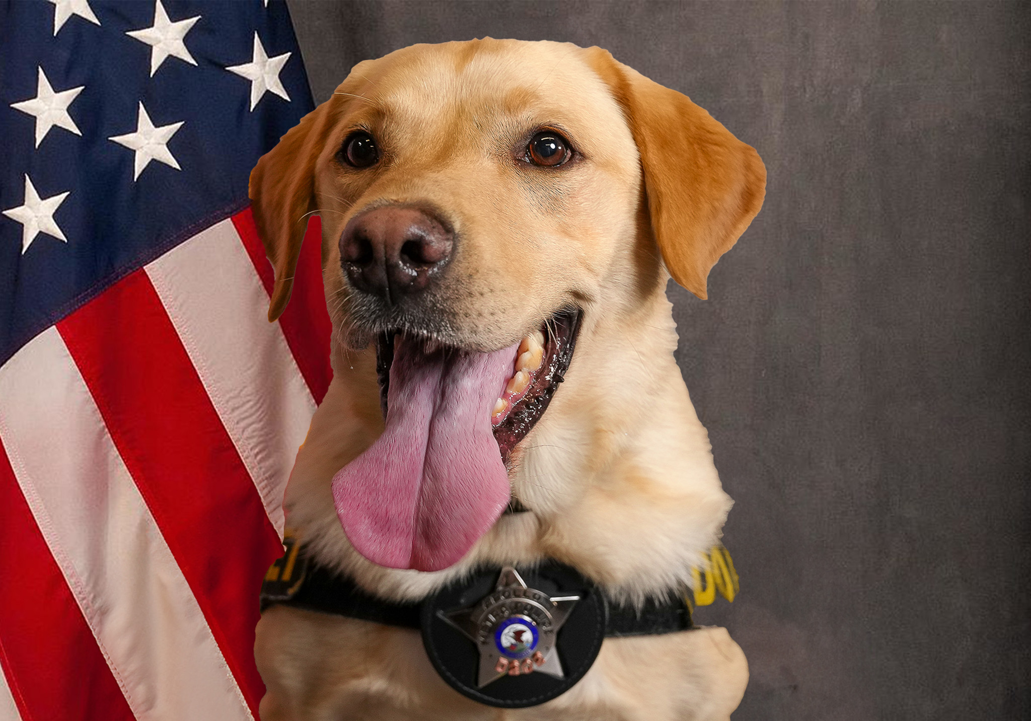 K9 Apollo
