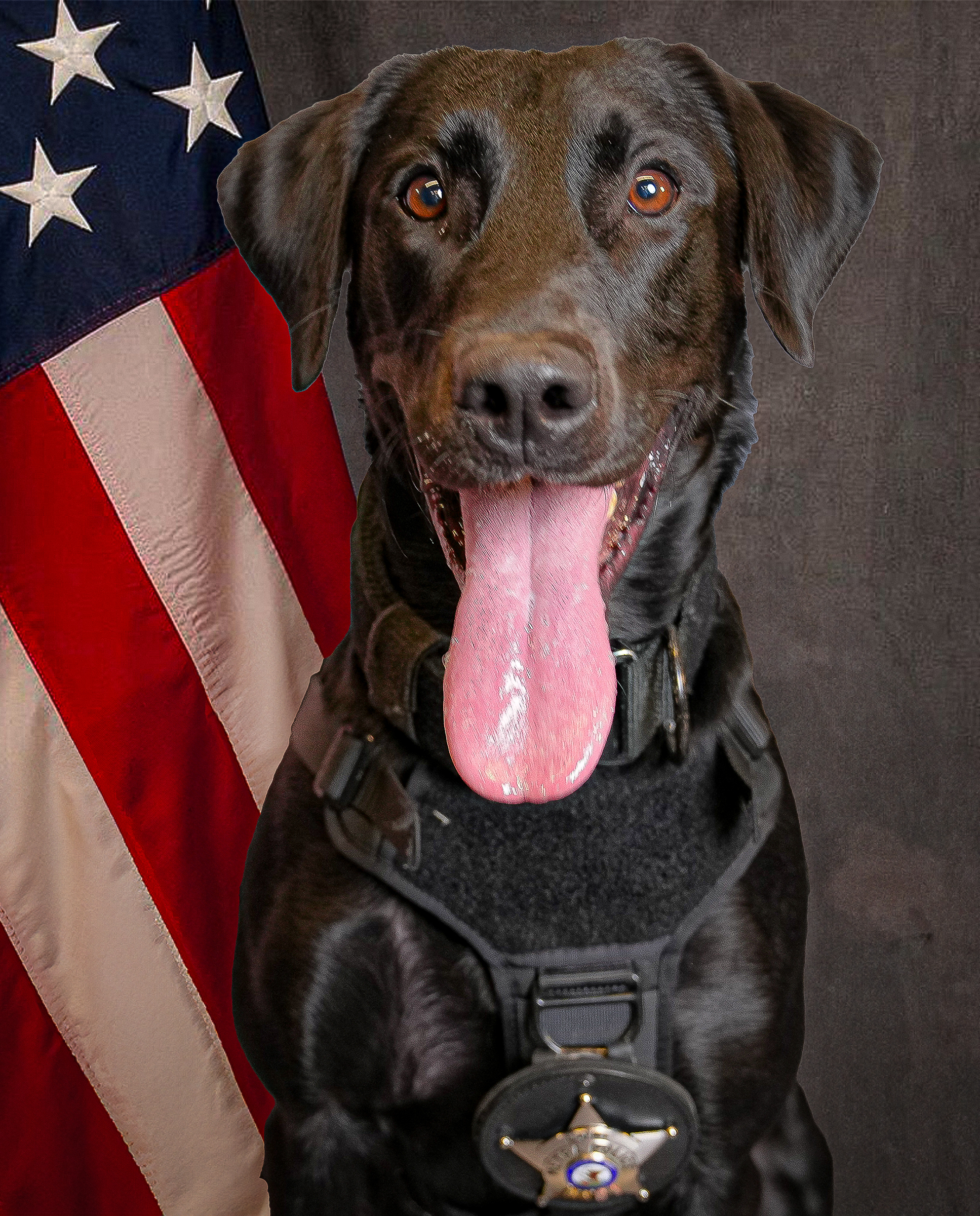 K9 Loki